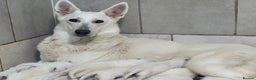 White Swiss Shepherd dogs for sale: WSS One boy and one girl available  - Advert 15