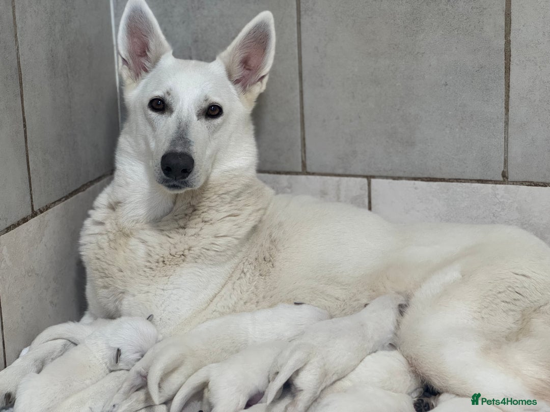 White Swiss Shepherd dogs for sale: White Swiss Shepherd Puppies - Image 2