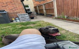 Cane Corso dogs for sale: Dior 11 month old Cane Corso  - Image 8