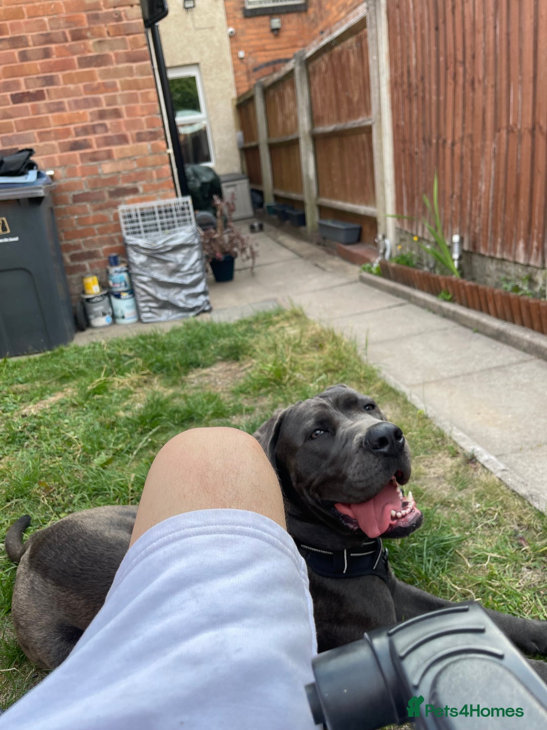 Cane Corso dogs for sale: Dior 11 month old Cane Corso  - Image 8