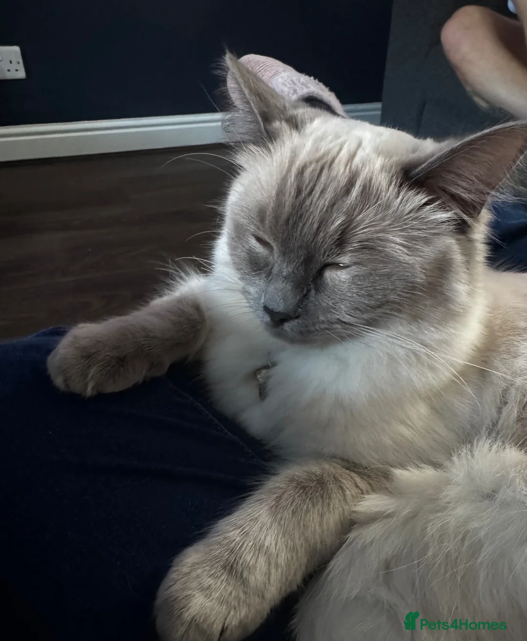 Ragdoll cats for sale: 2 x female ragdolls - 1.5 year old & 7 month old - Advert 2