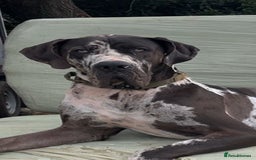 Great Dane dogs for stud: 2 KC reg Danes for STUD in Bideford - Image 2