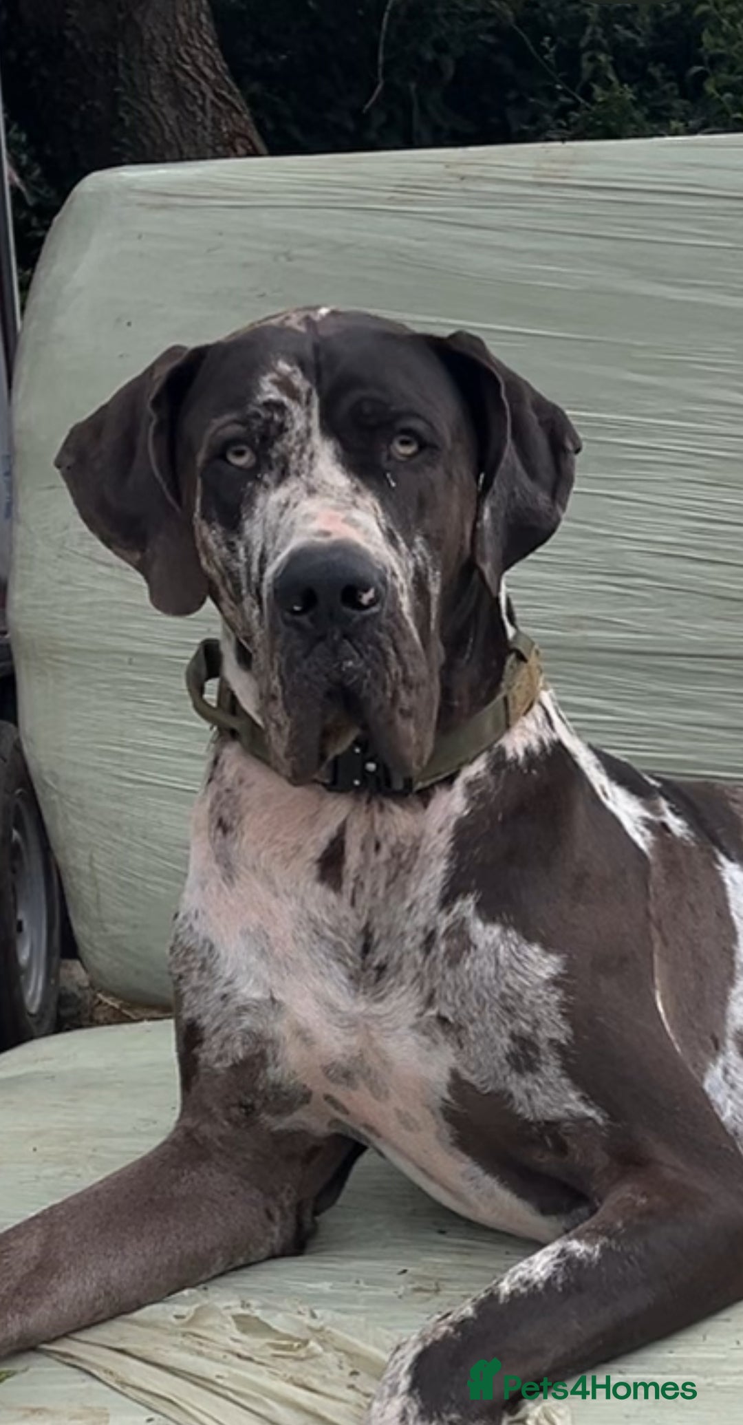 Great Dane dogs for stud: 2 KC reg Danes for STUD in Bideford - Image 2