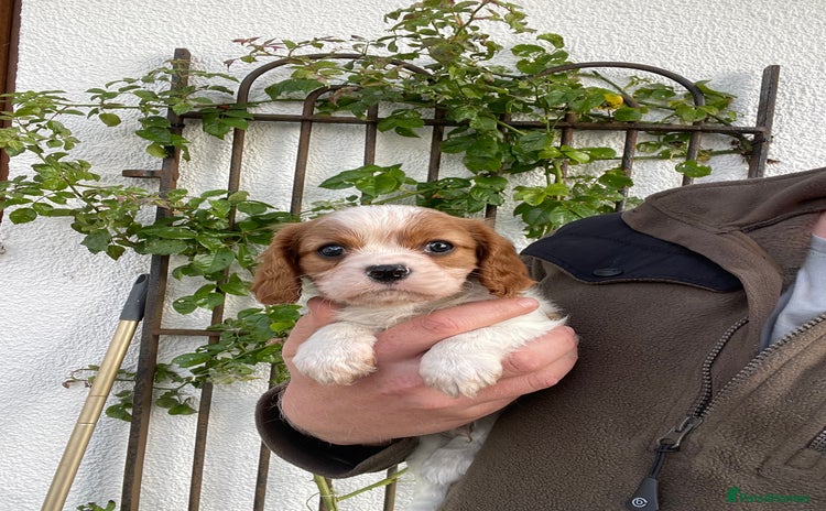 Cavalier King Charles Spaniel dogs - Advert 1