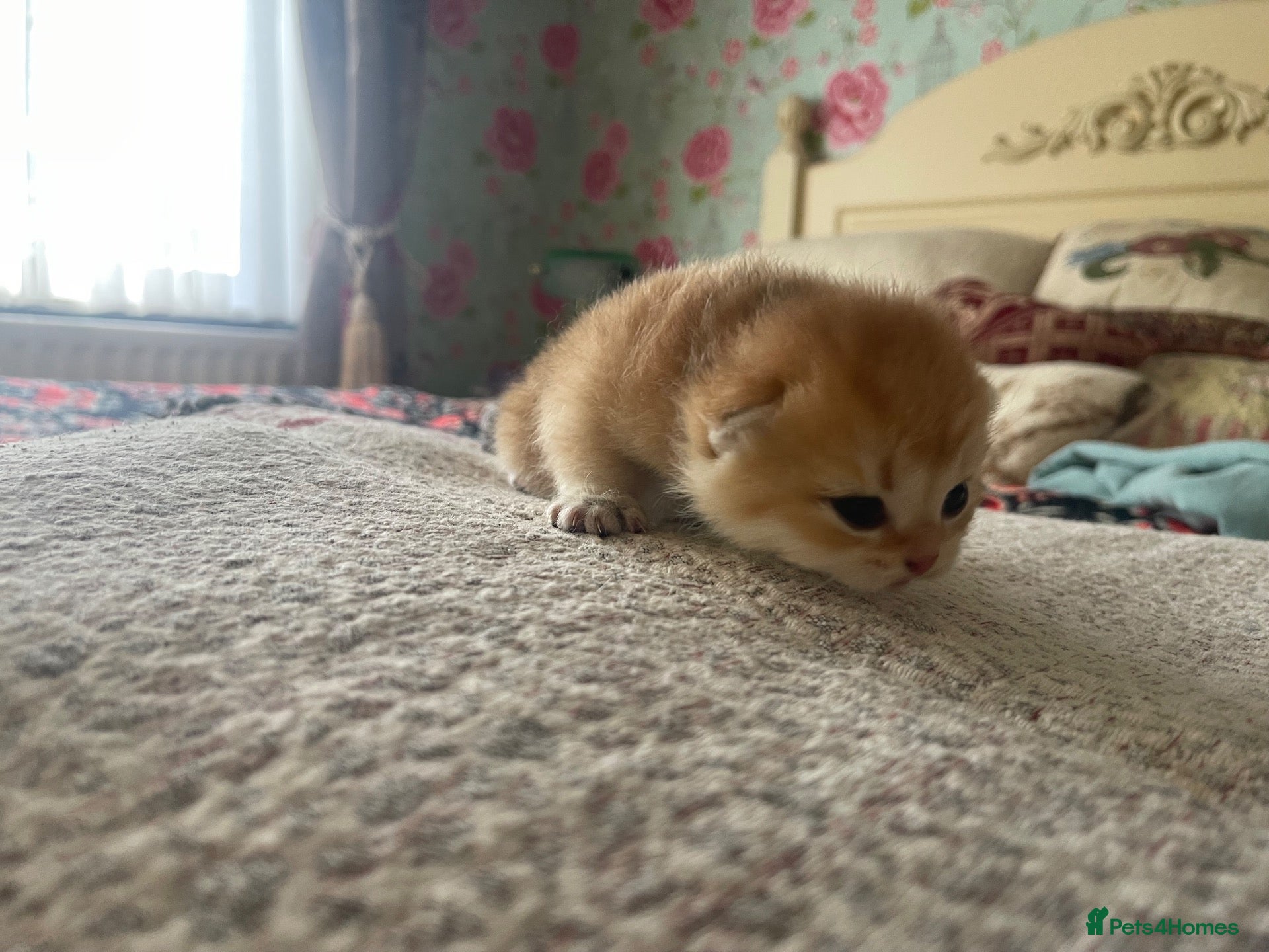 British Shorthair cats British Shorthairs  - Advert 2