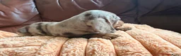 Miniature Dachshund dogs for sale: Miniature Dachshund Puppies - Advert 11
