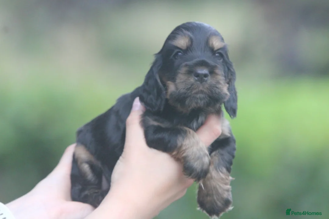 Cocker Spaniel dogs for sale: Fully Health Tested Show Type Cocker Spaniels  - Advert 1