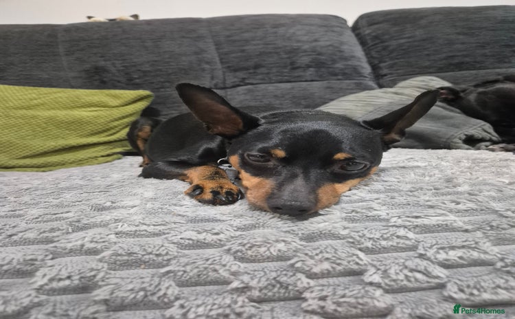 Miniature Pinscher dogs - Advert 1