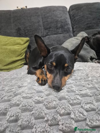 Miniature Pinscher dogs - Advert 1