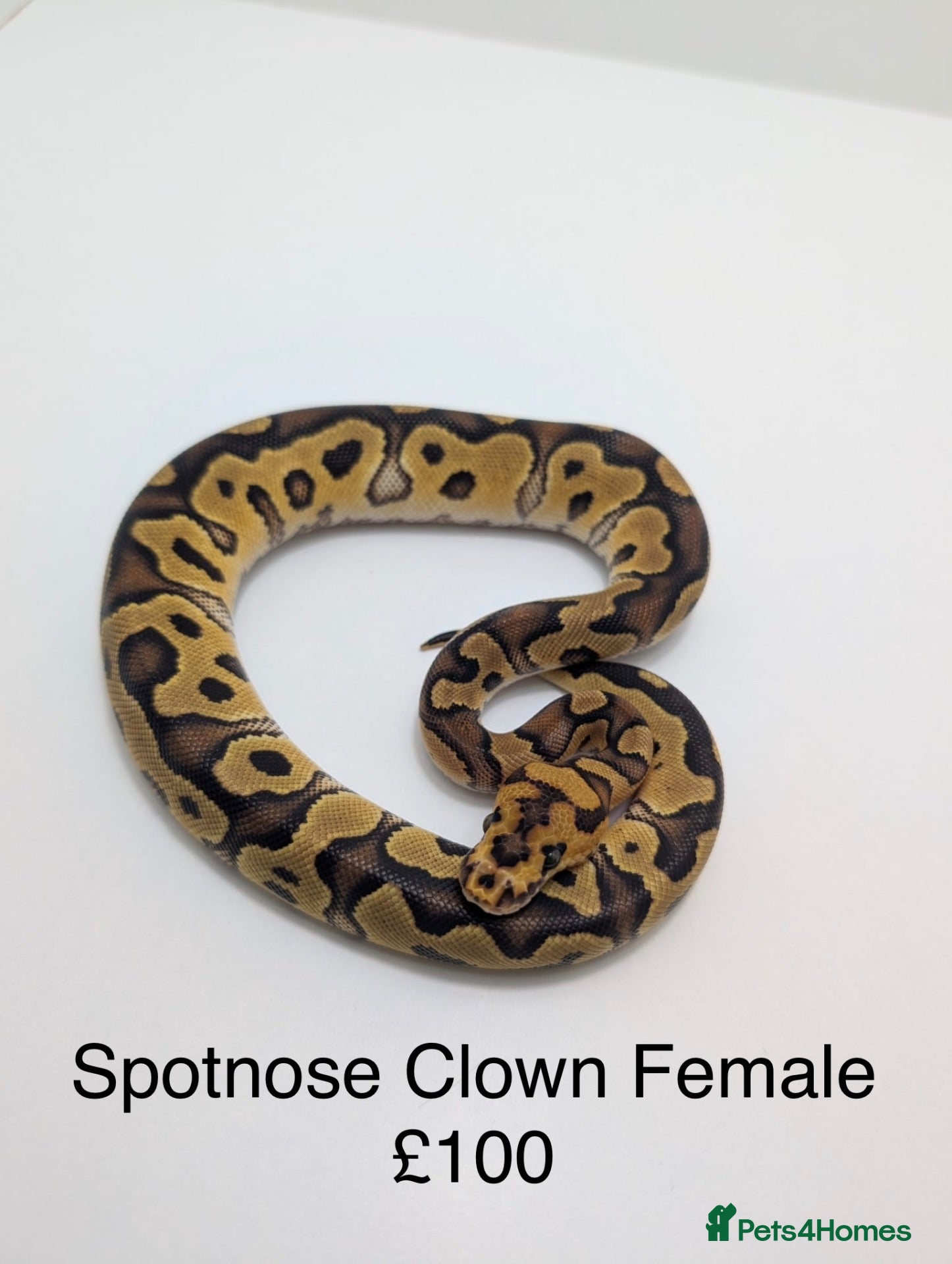 Python Snake reptiles for sale: Baby Female Royal - Advert 19