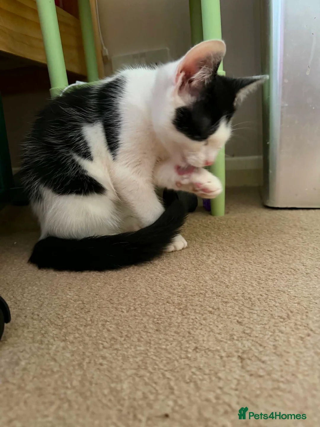 Mixed Breed cats for adoption: Dell Boy - Taverham Norfolk  - Advert 2