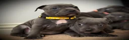 Staffordshire Bull Terrier dogs for sale: ❗️Ready to leave this Saturday  - Advert 5