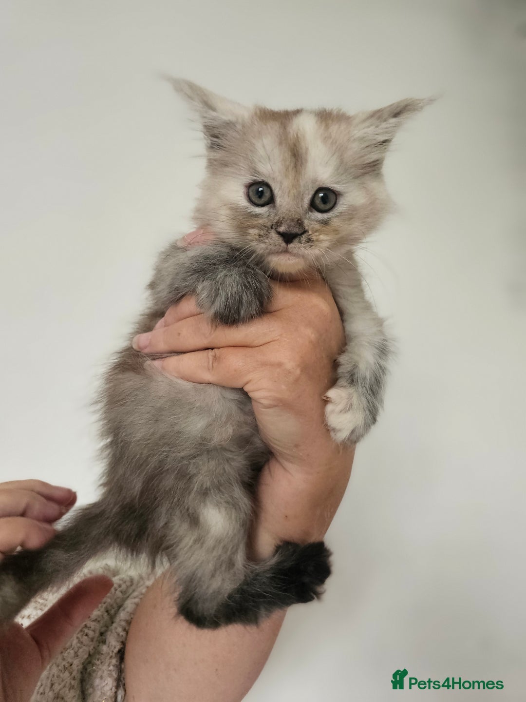 Maine Coon cats for sale:  TICA Maine coon kittens ready to leave - Advert 16