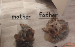 Yorkshire Terrier dogs for sale: Small puppies  - Image 5