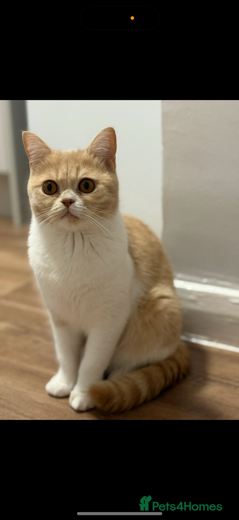 Persian cats for sale: 2 beautiful Persian cross kittens  in Clevedon - Advert 3