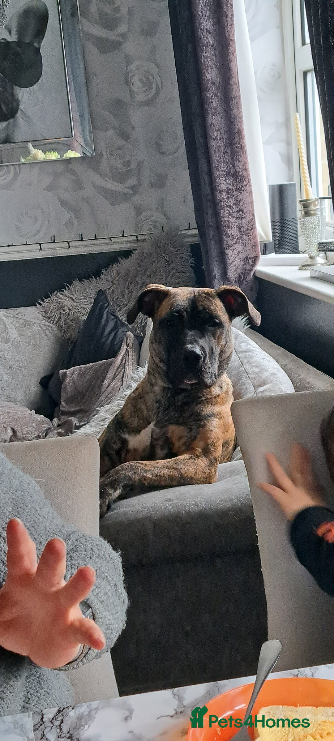 Mixed Breed dogs for sale: Cane Canario Puppies - Advert 5