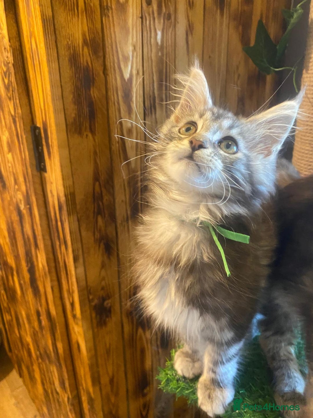 Maine Coon cats for sale: Gccf maine coon babies - Advert 17