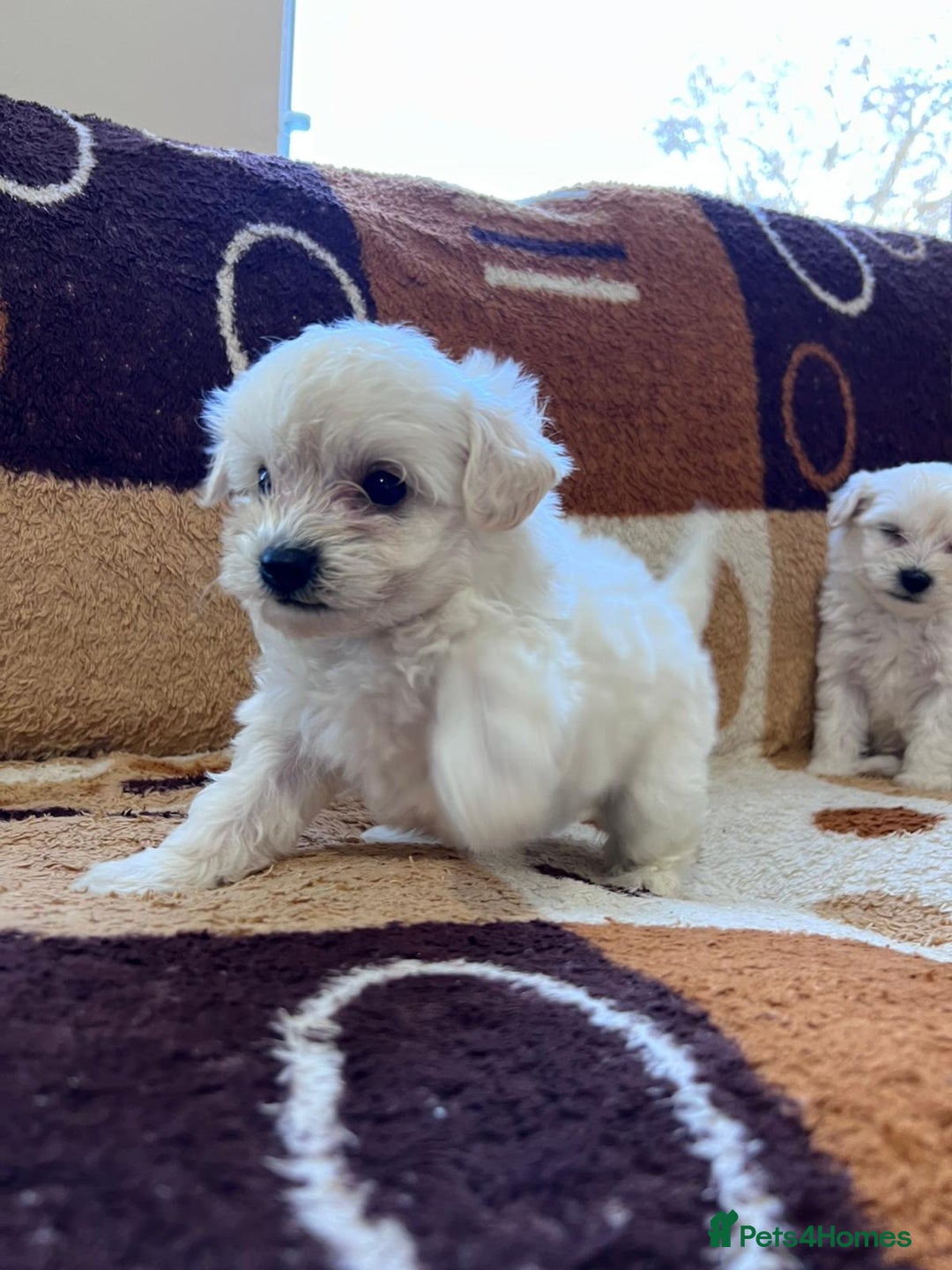 Maltipoo dogs for sale: maltepoo - Advert 2