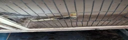 Cockatiels birds for sale: Cockatiels  in Walsall - Advert 3