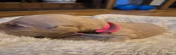 Labrador Retriever dogs for sale: Fox Red Labrador puppies  - Advert 12