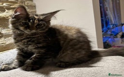 Maine Coon cats for sale: Pure blood Maine coon kittens  - Image 2