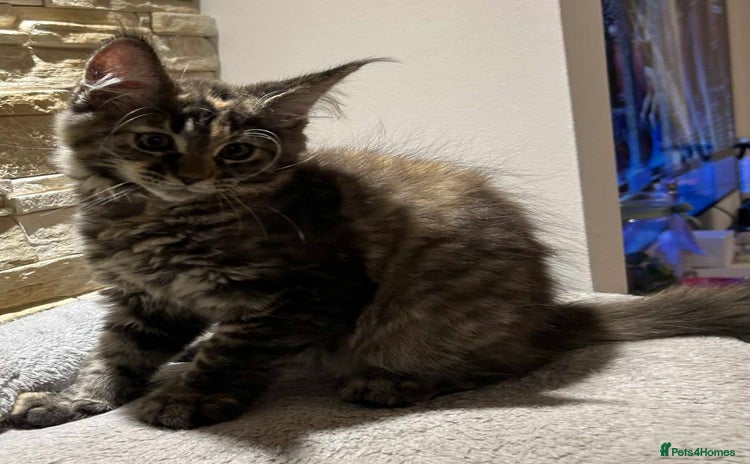 Maine Coon cats - Advert 10