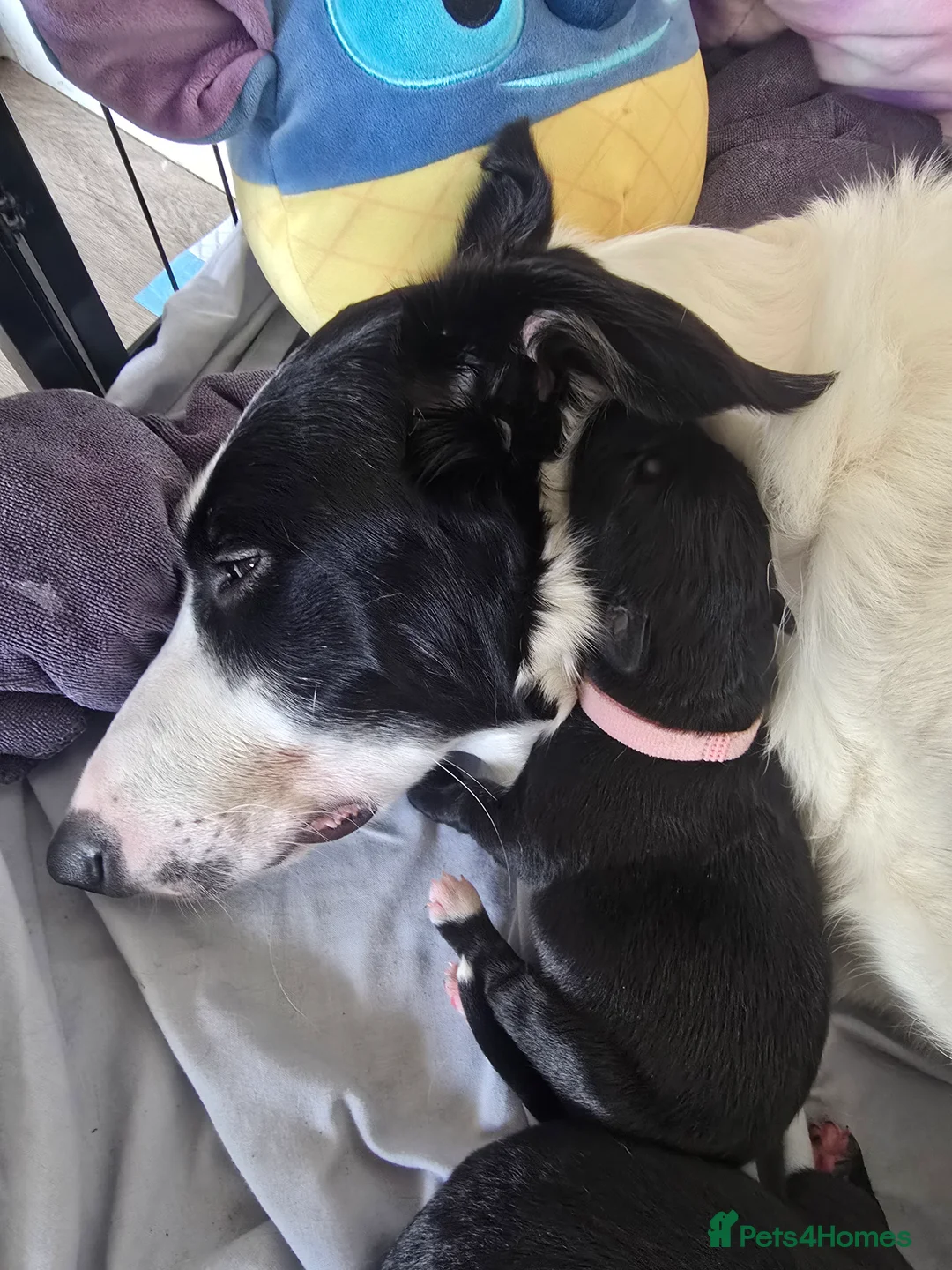 Mixed Breed dogs for sale: 8 black beautiful shollie pups. - Advert 9