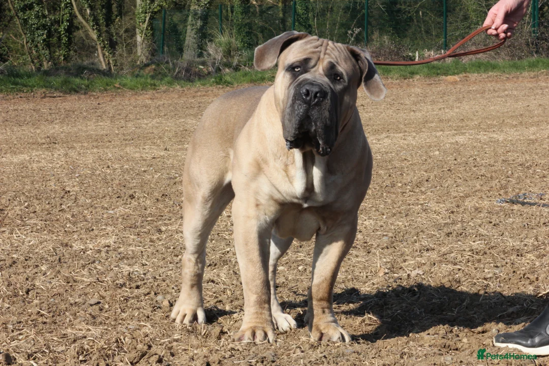 Gallery Image {{count}}