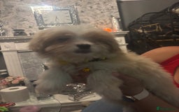 Mixed Breed dogs for sale: Chorkie-apso puppies  - Advert 35