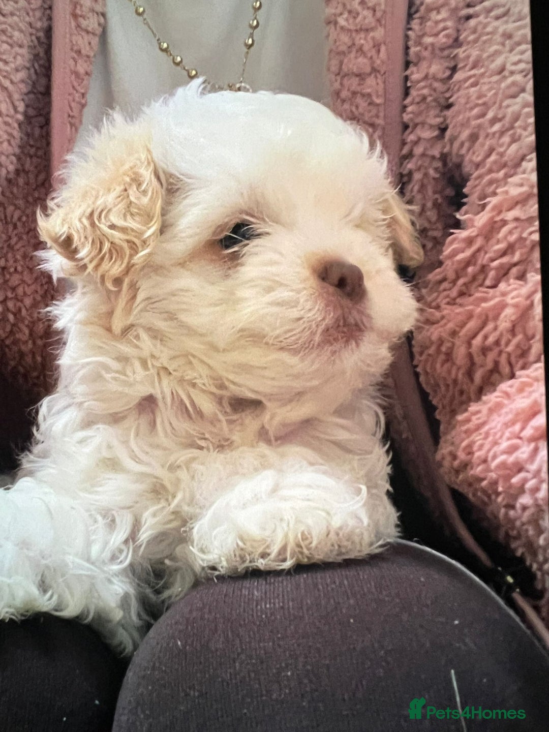 Maltese dogs for sale: Maltes - Image 2