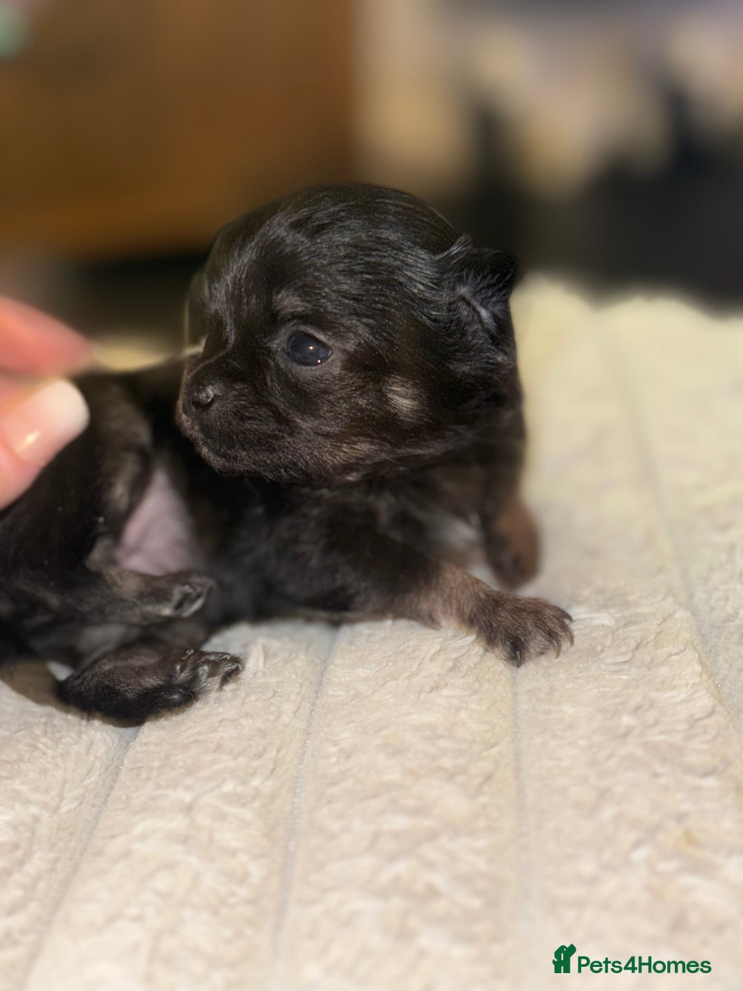 Chihuahua dogs for sale: Chihuahua Puppies - Advert 9