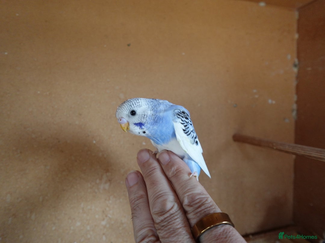 Budgerigars birds for sale: Baby Budgies For sale Greens/ Blues/Pied - Image 5