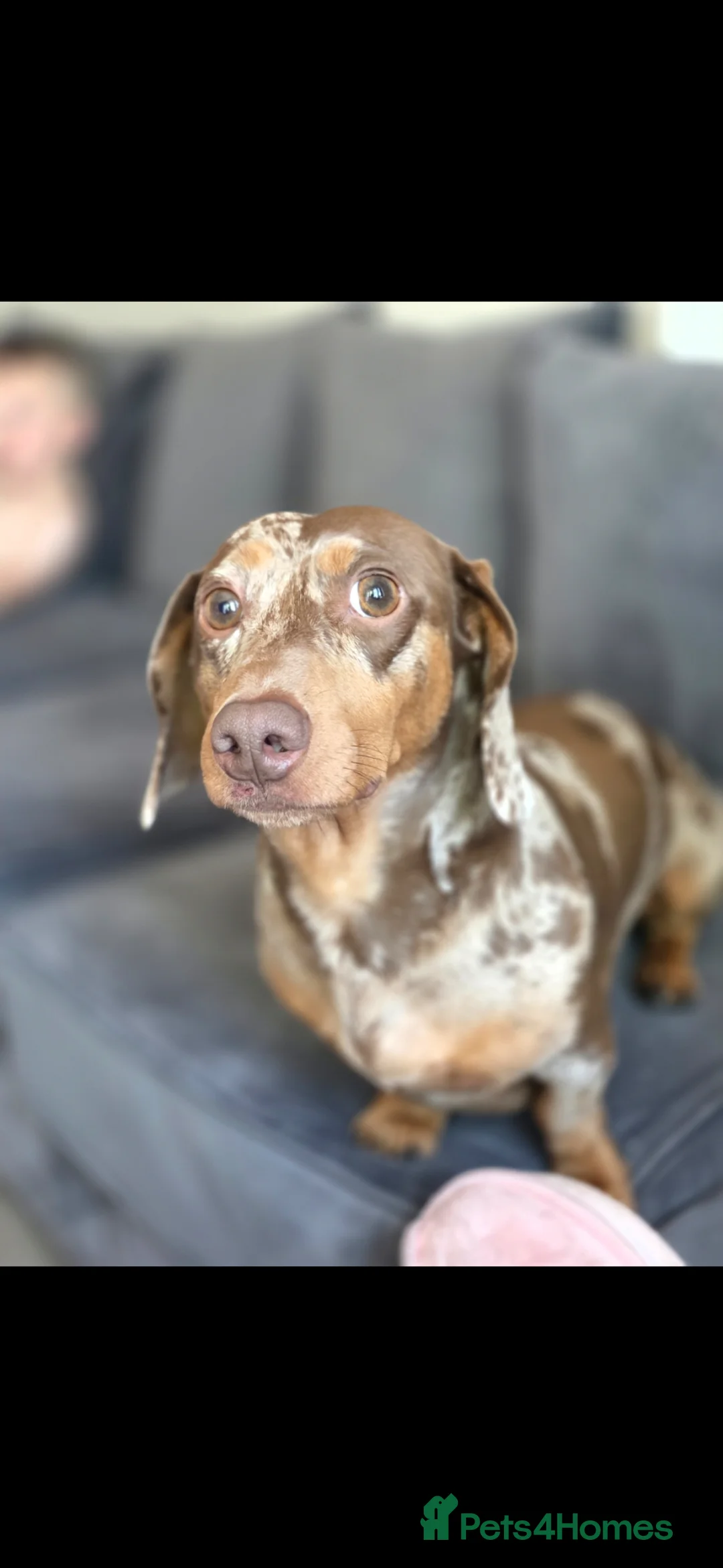 Miniature Dachshund dogs for stud: Minature dachshund dapple studd - Advert 2