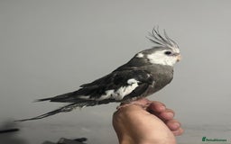 Cockatiels birds for sale: 2 baby super tame  hand reared Cockateils  - Image 3