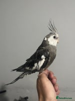 Cockatiels birds - Advert 1