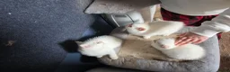 British Shorthair cats for sale: Beautiful British Shorthair girls available   in Basildon - Advert 25