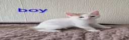 Munchkin cats for sale: Beautiful Munchkin kittens  - Advert 6
