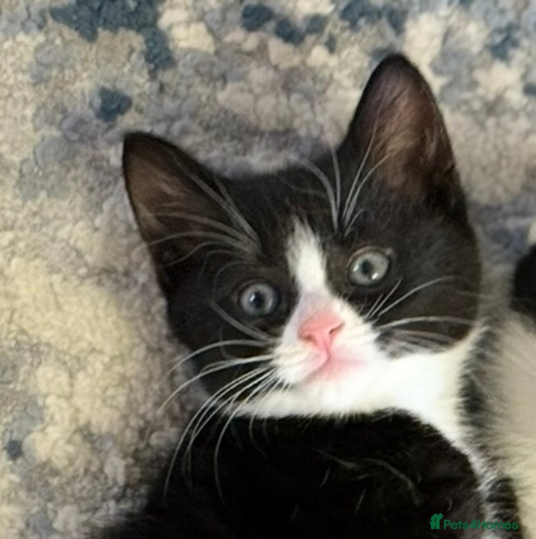 Domestic Shorthair cats for sale:  Beautiful Kittens Ready for Their Forever Homes.  - Image 9