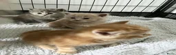 Maine Coon cats for sale: Maine Coon X BSH Kittens - Advert 14