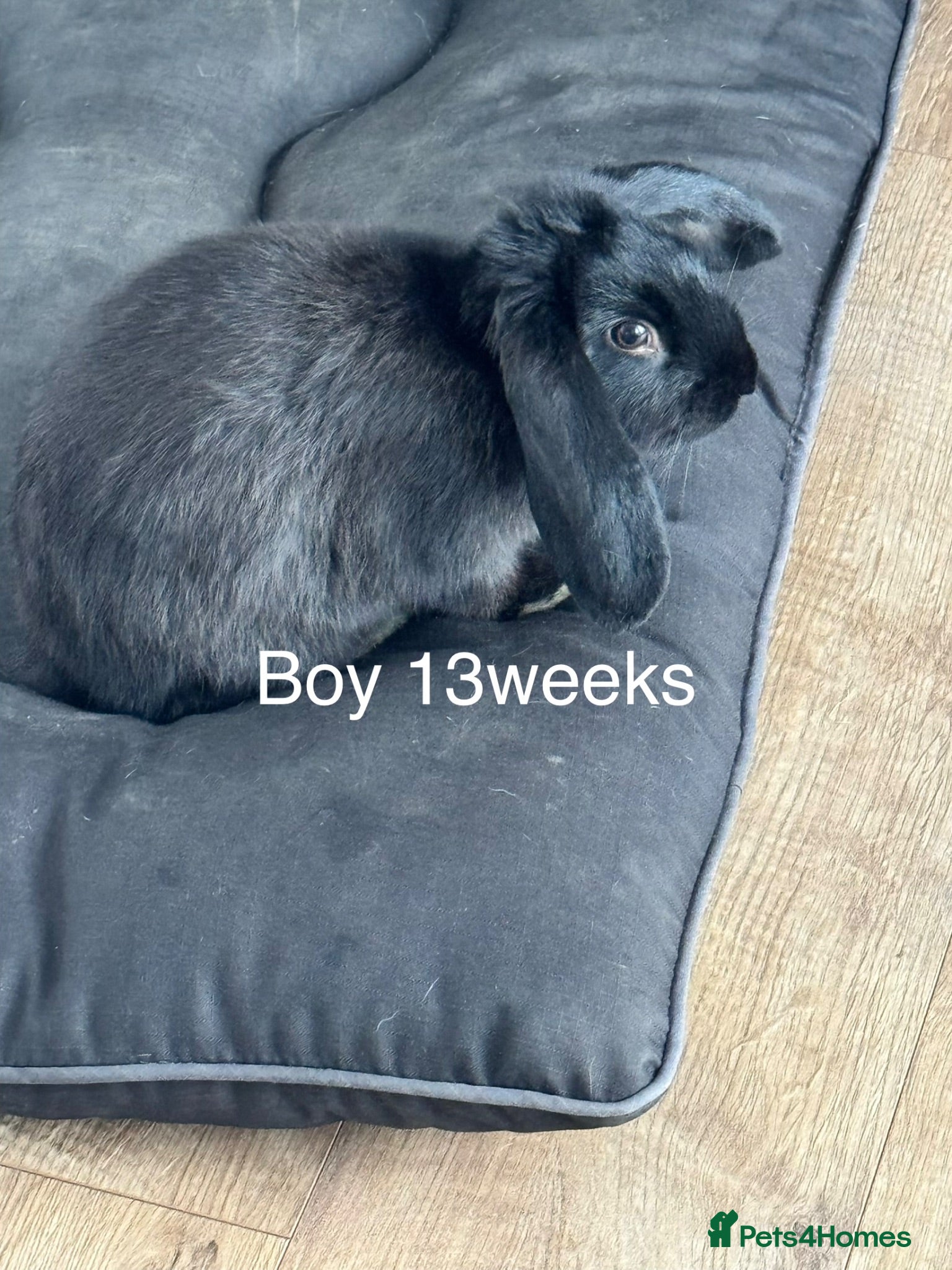 French Lop rabbits Male black french lop WITH temp cage!  - Advert 6
