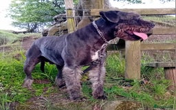 Mixed Breed dogs for sale: Taylors Minidane (Bulldane) Pups Available  - Image 27