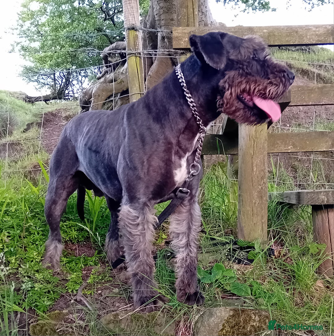 Mixed Breed dogs for sale: Taylors Minidane (Bulldane) Pups Available  - Image 27
