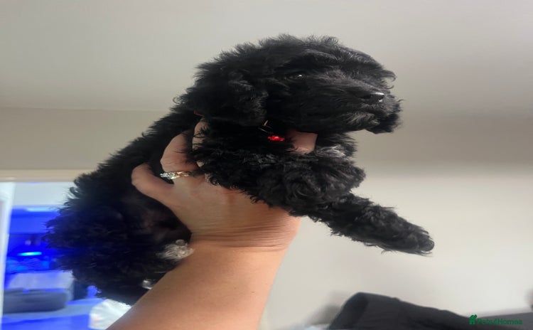 Cockapoo dogs Stunning litter of f1b cockapoo puppies READY FRI  - Advert 4