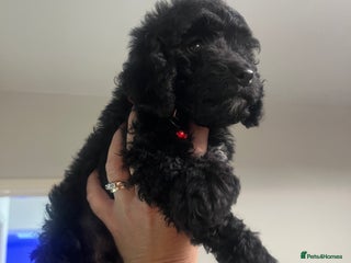 Cockapoo dogs Stunning litter of f1b cockapoo puppies READY FRI - Advert 3
