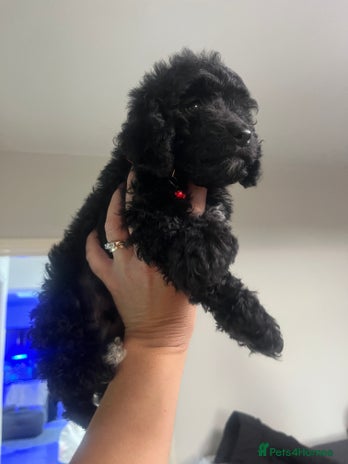 Cockapoo dogs Stunning litter of f1b cockapoo puppies READY FRI - Advert 4