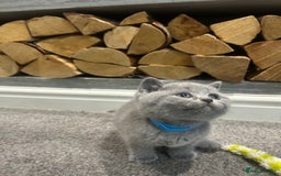 British Shorthair cats for sale: Pedigree Blue British Shorthair 💙💙💙💗💗💗💗 - Image 16
