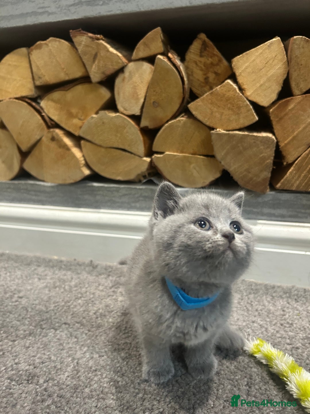 British Shorthair cats for sale: Pedigree Blue British Shorthair 💙💙💙💗💗💗💗 - Image 16
