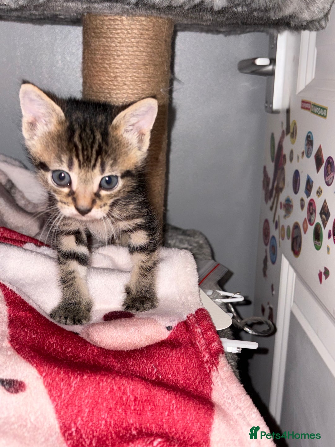 Domestic Shorthair cats for sale: 4 gorgeous Tabby kittens ready 26-1-26 - Advert 19
