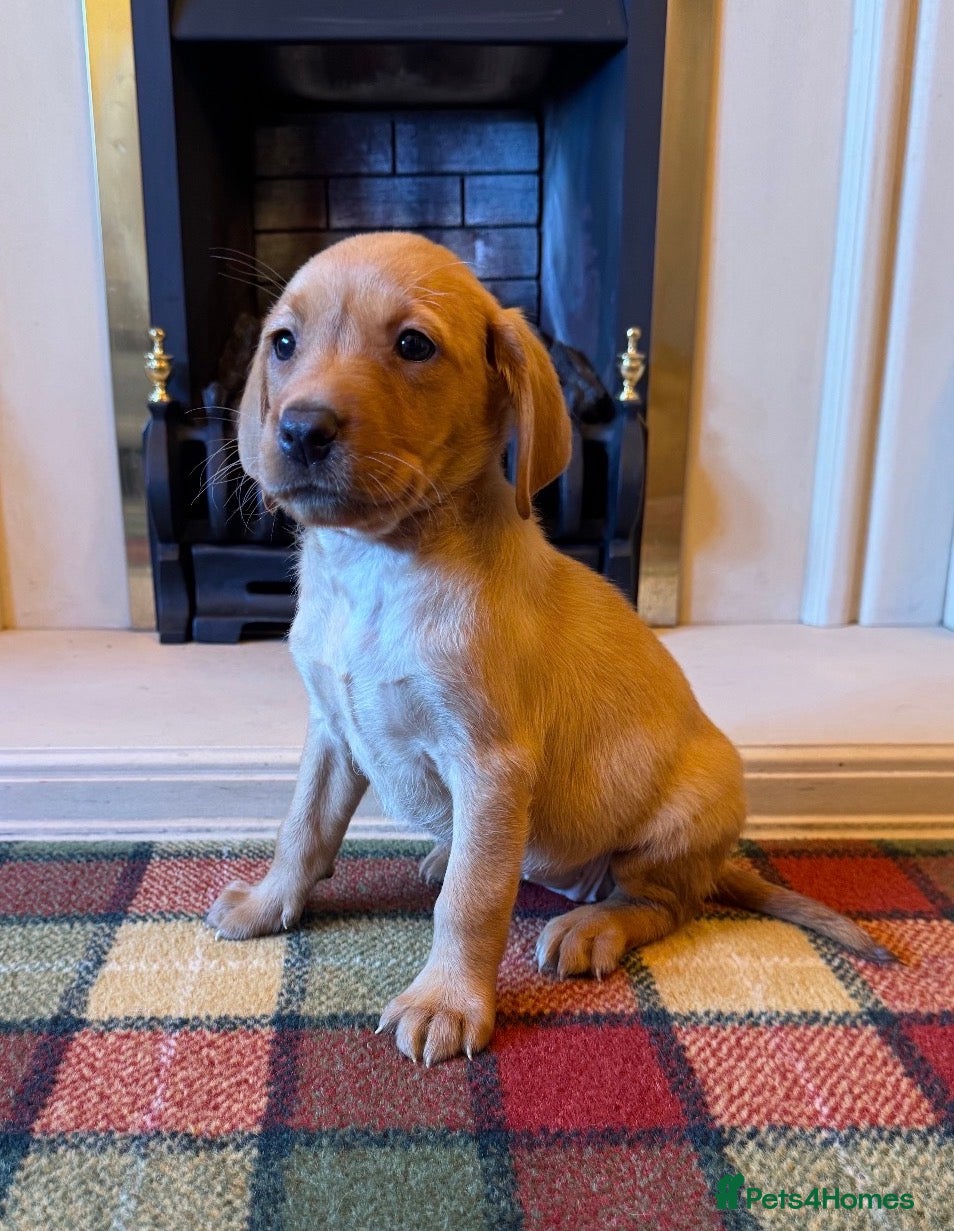 Labrador Retriever dogs Beautiful KC girl- health tested & superb pedigree - Advert 2