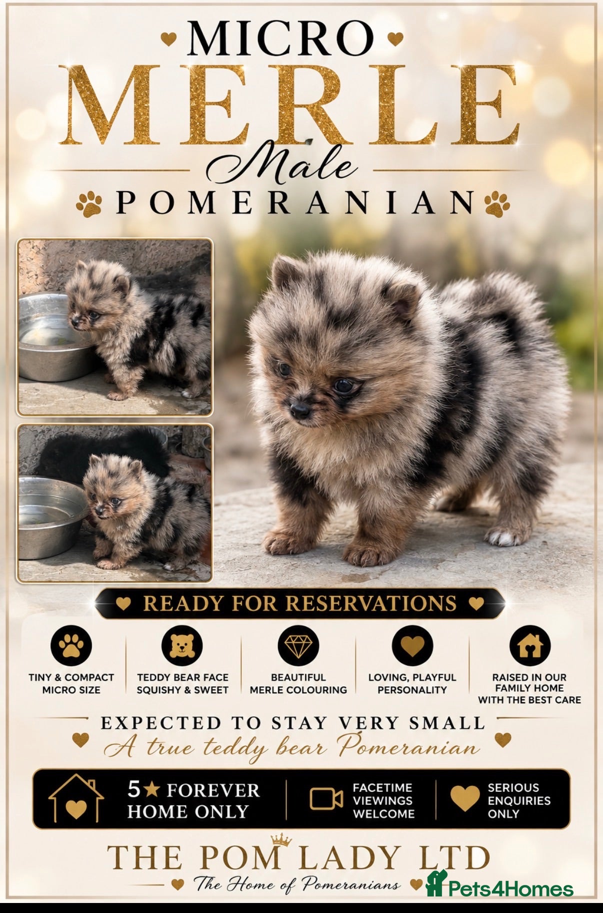 Pomeranian dogs 🧸 TOP QUALITY TEDDY BEAR POMS 🧸 - Advert 17